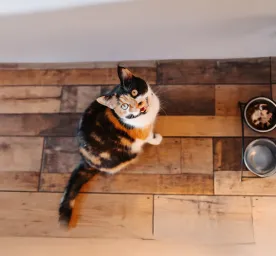 What Do Different Cat Noises and Sounds Mean