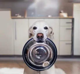 What Do Dogs Eat