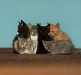 Quiz: What Cat Breed Are You?