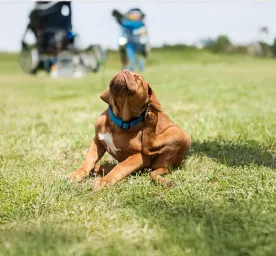 Recognising and Removing Fleas on Dogs