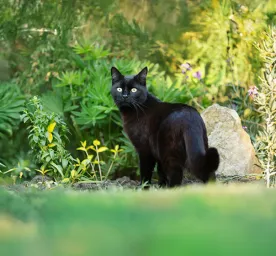The Best Black Cat Names