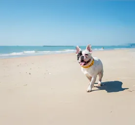 Tips for Going to the Beach with Your Dog