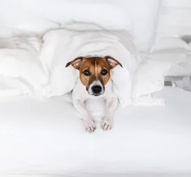 Tips for staying in a dog friendly hotel