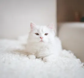 Top 10 White Cat Names