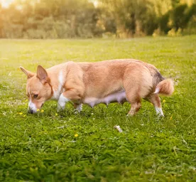 Top Tips for a Healthy Dog Pregnancy