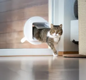 Training a Cat to Use a Cat Flap