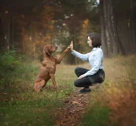 Training an Older Dog