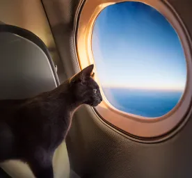 Travelling with Your Cat by Car or Plane