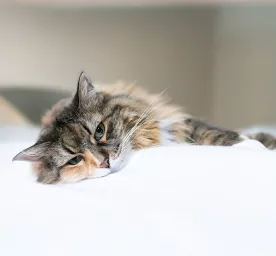 Unusual Cat Illness Symptoms To Watch Out For
