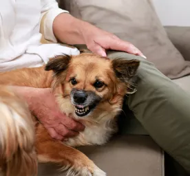 What Types of Dog Growl Mean