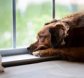 What to Do If Your Dog Goes Missing