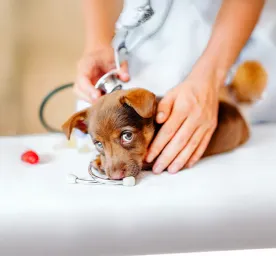 What to Expect on Your Puppy's First Vet Visit