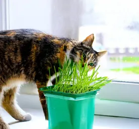 Why Do Cats Eat Grass?
