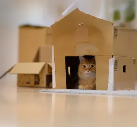 Why Do Cats Like Boxes?
