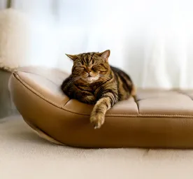 Why Do Cats Sleep So Much?