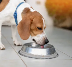 Why Is My Dog Drinking a Lot of Water