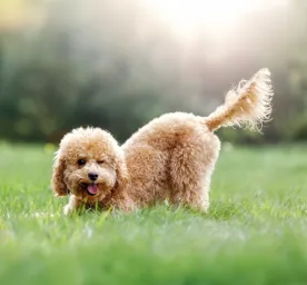 Why do dogs wag their tails