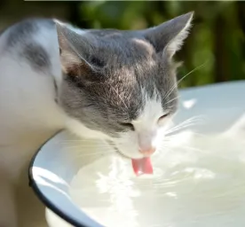 Why is your cat drinking lots of water
