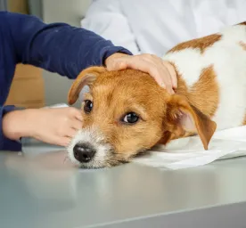 Xylitol Poisoning in Dogs