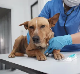 Yeast Infection in Dogs: Everything You Need to Know