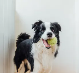 Indoor Dog Games Suggested by a Dog