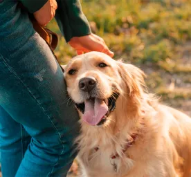 Is Just Loving Your Dog Enough?