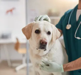 Kidney Failure in Dogs