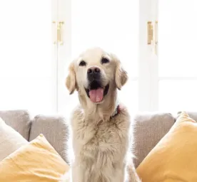 Lockdown Coping Mechanisms for You and Your Dog