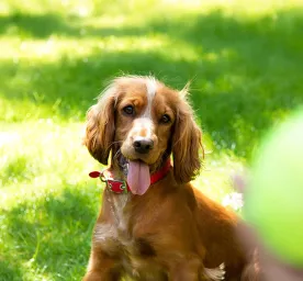 Puppy Adolescence - How to Get Through the Teenage Years