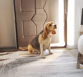 What Are the Signs of Dog Pregnancy?