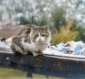 What to Do If You Find a Stray Cat?