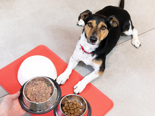 Dog lying in wait of food being given in a bowl