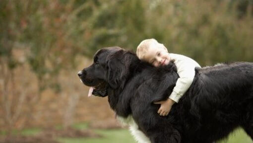 Black Newfoundland dog being cuddled by small child