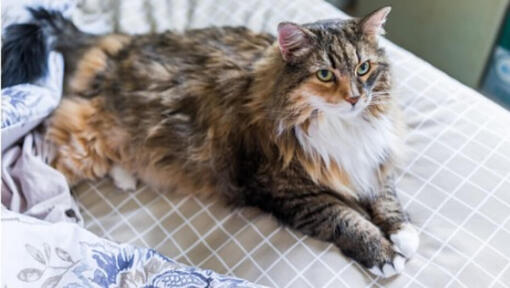 Brown Maine Coon with light green eyes lying down.