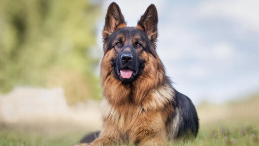 Brown and black German Shepherd lying down with tongue out.