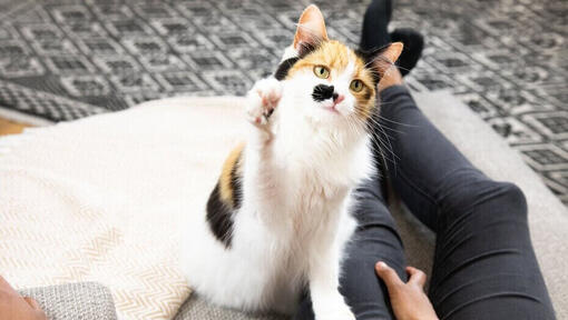 Patchy cat playing with owner.