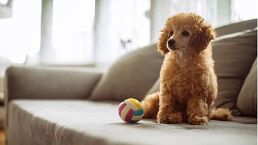 Brown dog sitting next to multi-coloured ball.