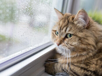 Cat staring out of window
