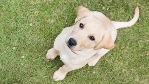 Golden Labrador puppy sitting down on the grass