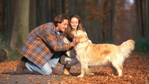 Golden Retriever in the wood's surrounded by leaves being stroked