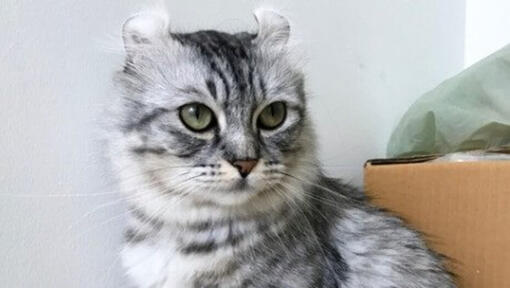 Grey and black striped American Curl Cat with green eyes.