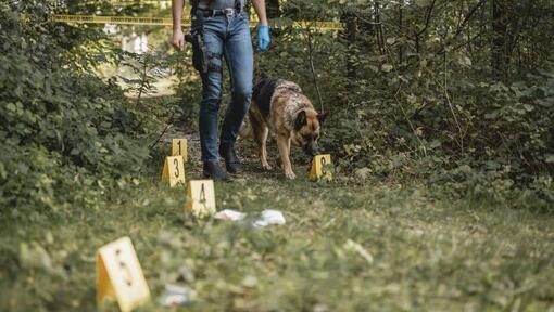 German Shepherd with police officer at a crime scene.