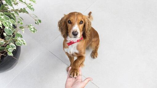 Brown Spaniel with red collar with paw on owner's hand.
