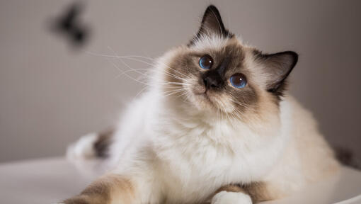 Ragdoll cat