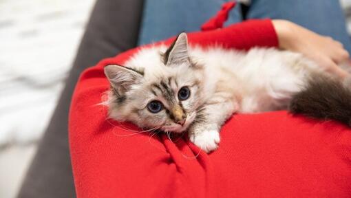 Fluffy white kitten with blue eyes lying on owner.