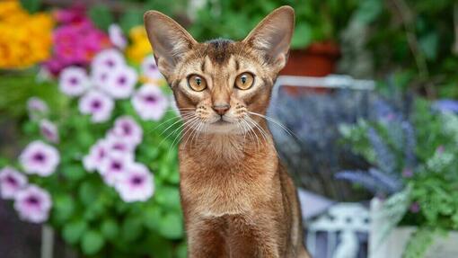 Abyssinian cat with orange eyes standing in front of flowers.