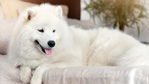 Puppy Samoyed lying on sofa with tongue out.