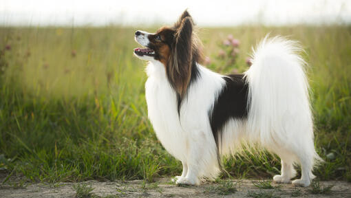 Sheltie in a field of long grass.