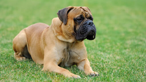 Light brown Bullmastiff lying in the green grass.