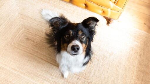 Dog sitting looking up